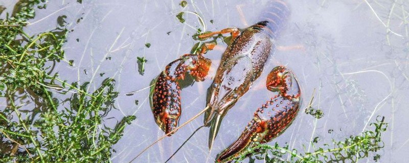 養(yǎng)蝦風(fēng)險(xiǎn)大嗎