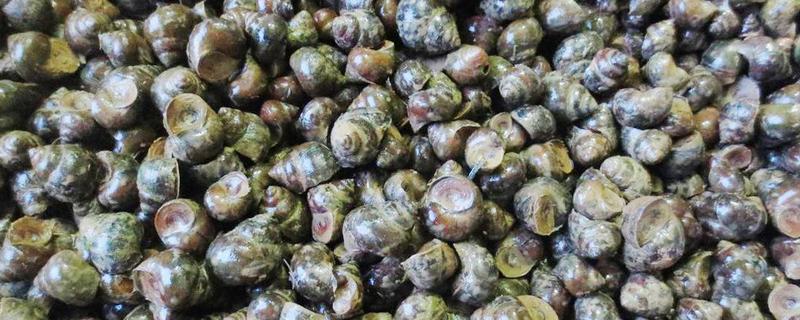 田螺養(yǎng)殖成本和利潤