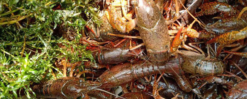 養小龍蝦的投食方法