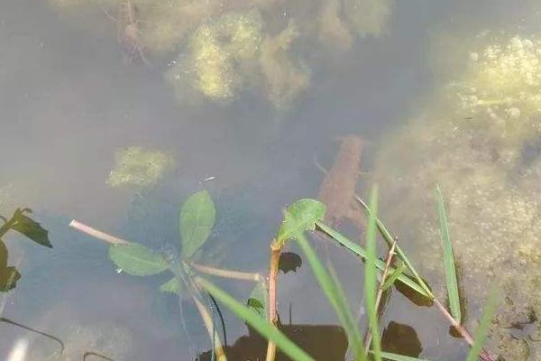 養小龍蝦的投食方法