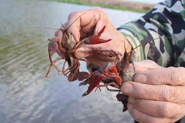 養小龍蝦的投食方法