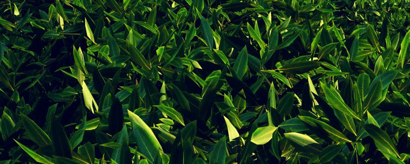 玉環茶葉市場價格多少錢一斤 玉環茶是哪里的特產