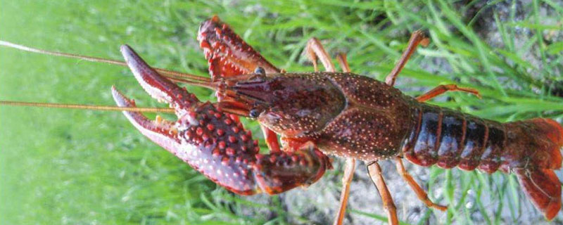 稻蝦養(yǎng)殖的好處