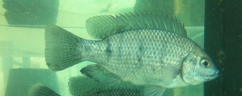 羅非魚的生存環境