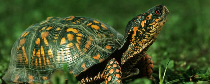 烏龜的種類