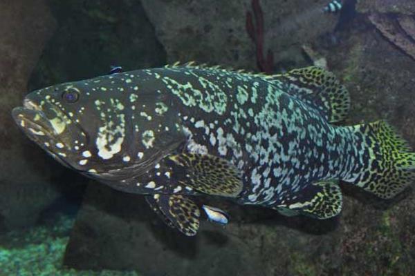 石斑魚在淡水中能養嗎