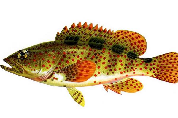 石斑魚在淡水中能養嗎