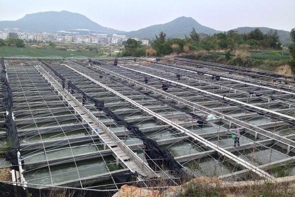 鮑魚養(yǎng)殖投資要多少