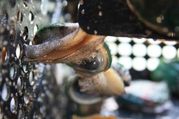 鮑魚養(yǎng)殖投資要多少