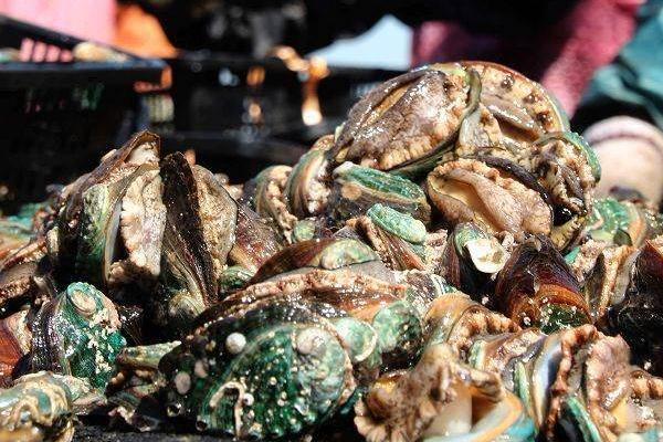 鮑魚養(yǎng)殖投資要多少