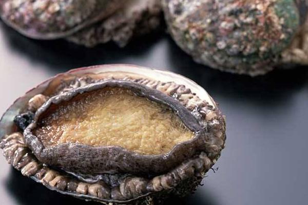 鮑魚養(yǎng)殖投資要多少