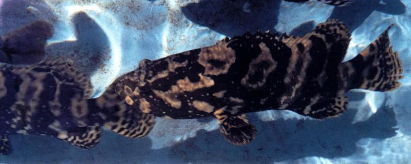 石斑魚養殖喂什么