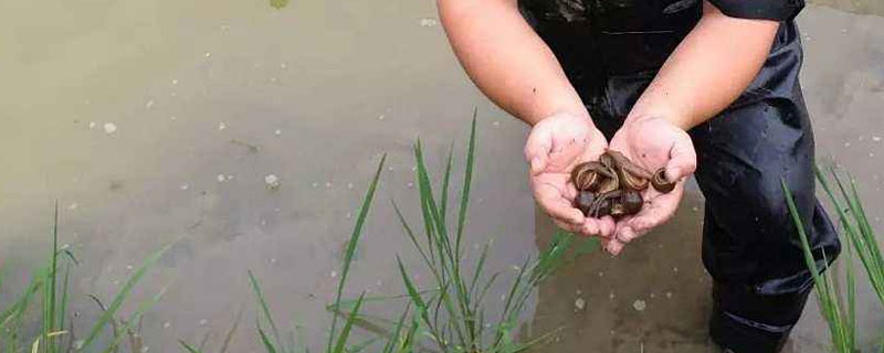 養水蛭一畝能掙多少錢