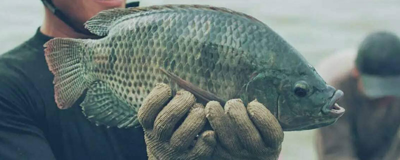 養羅非魚的成本利潤