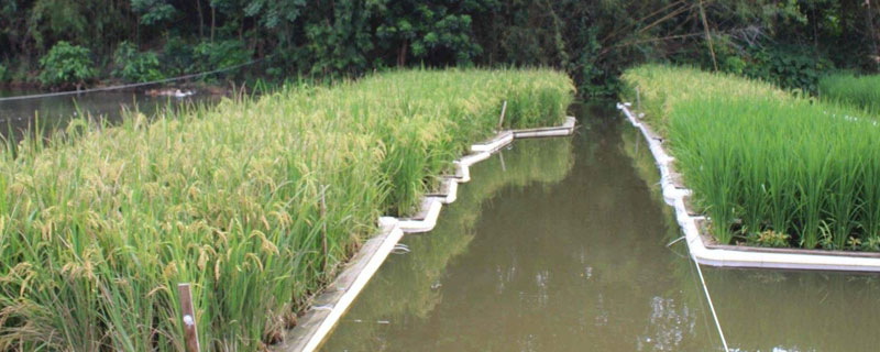 水稻與水蛭套養