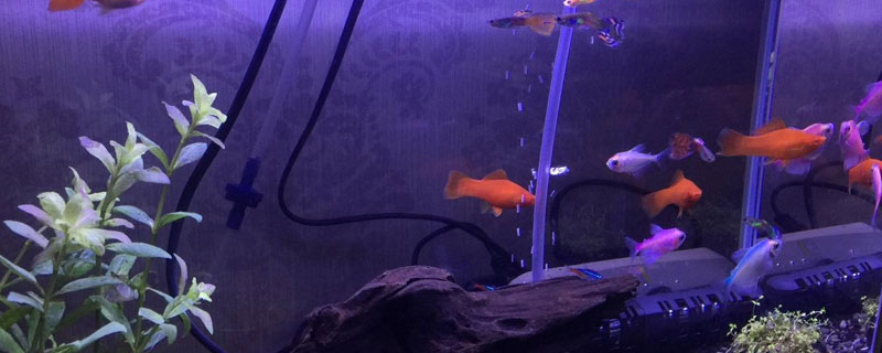 養孔雀魚的魚缸尺寸