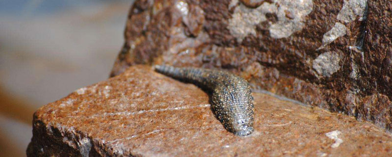 養水蛭吃什么食物