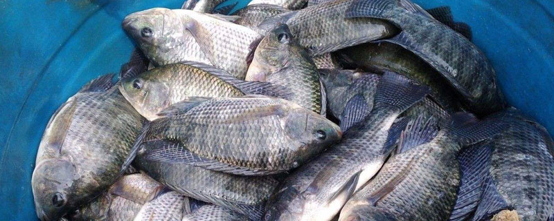 養羅非魚要多長時間