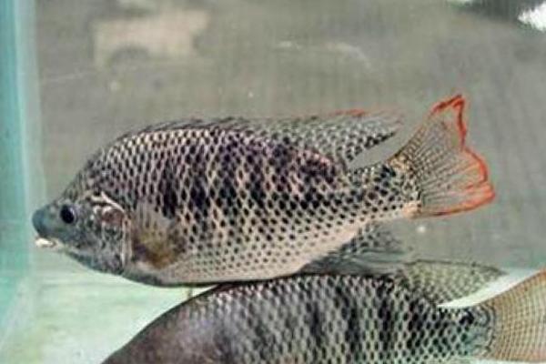 羅非魚好養(yǎng)嗎