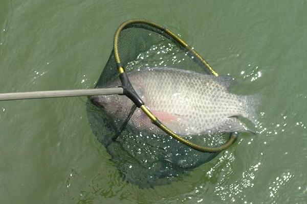 羅非魚好養(yǎng)嗎