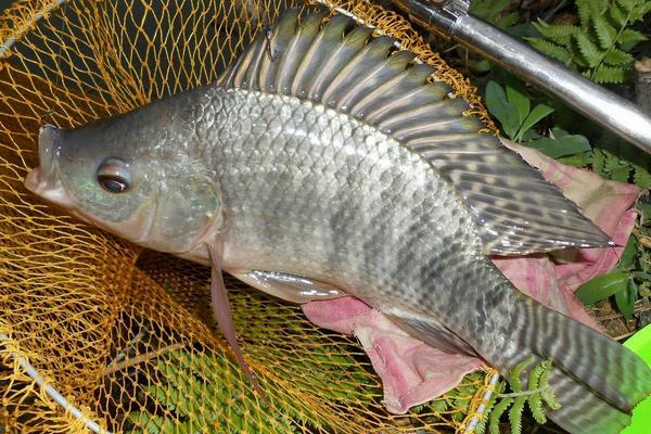 羅非魚好養(yǎng)嗎