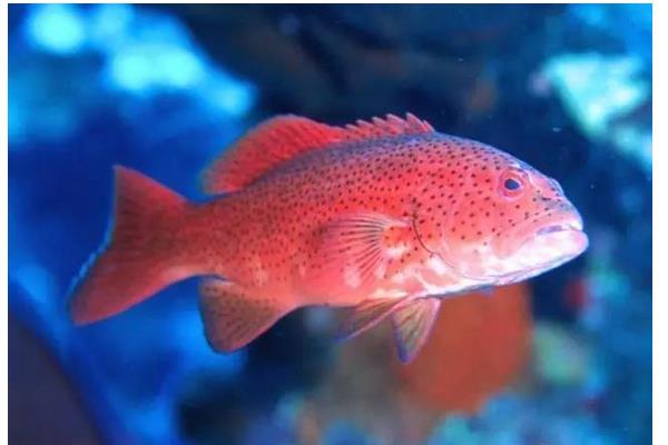 石斑魚在淡水中能養嗎