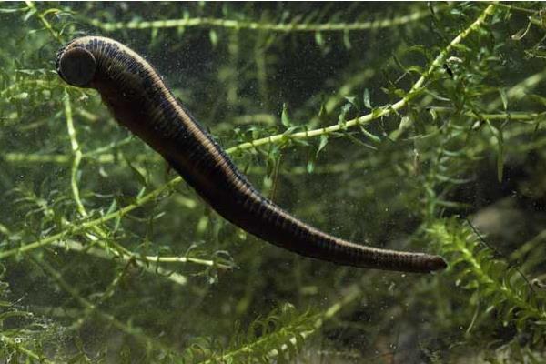 養水蛭的網箱的價格