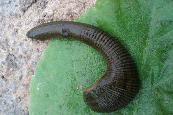 養水蛭的網箱的價格