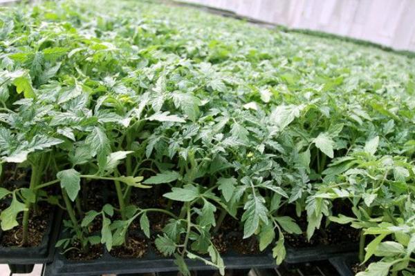 柿子的種子怎么種