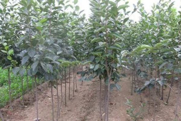 柿子的種子怎么種