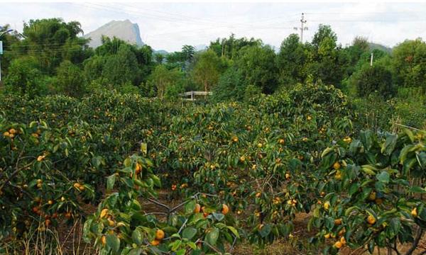 柿子的種子怎么種