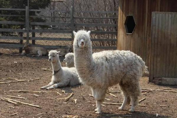 養羊駝怎么賺錢