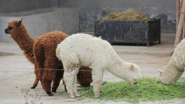 養羊駝怎么賺錢