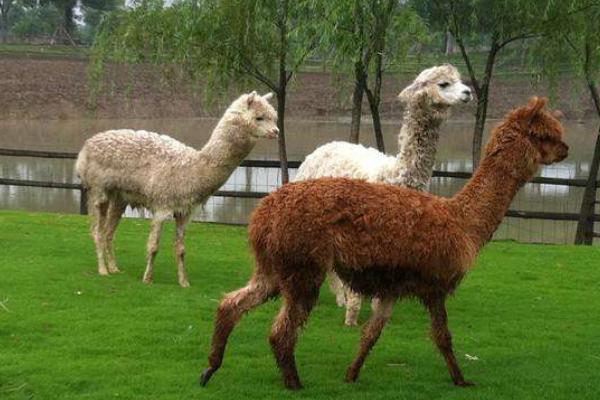 養羊駝怎么賺錢