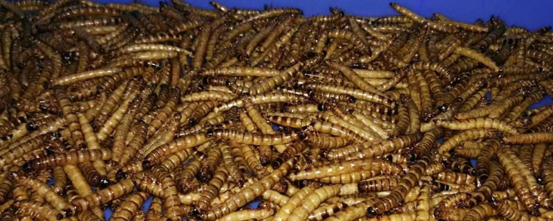 黃粉蟲價格多少一斤