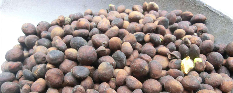 枇杷種子怎么種