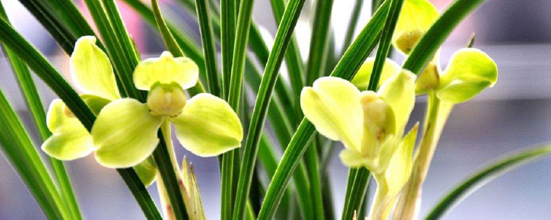 蘭花的特點(diǎn)