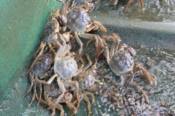 養蟹一畝賺多少錢