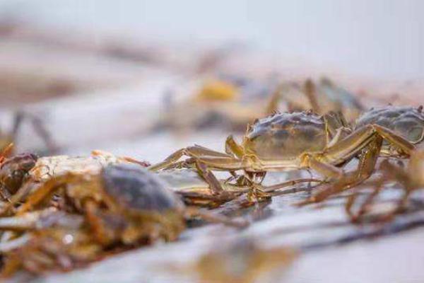 養蟹一畝賺多少錢