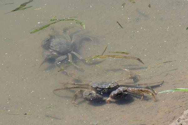 養蟹一畝賺多少錢
