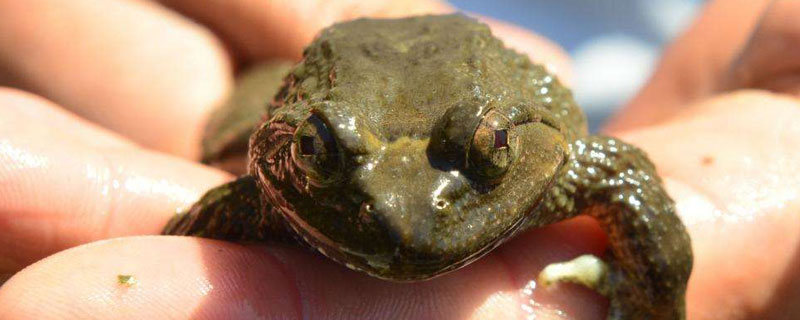 養石蛙和青蛙哪個好