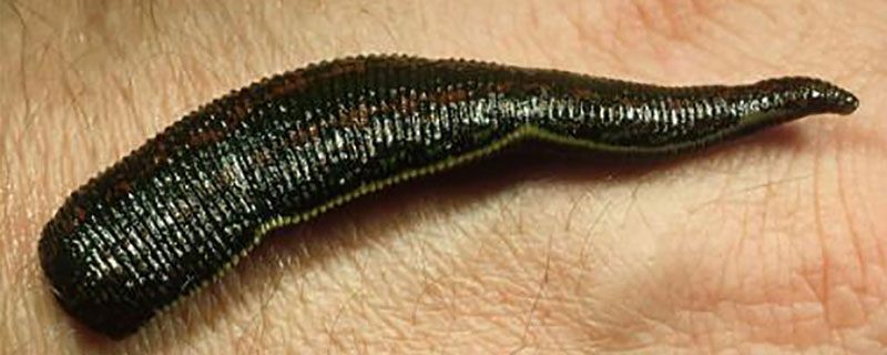 水蛭多少錢一斤