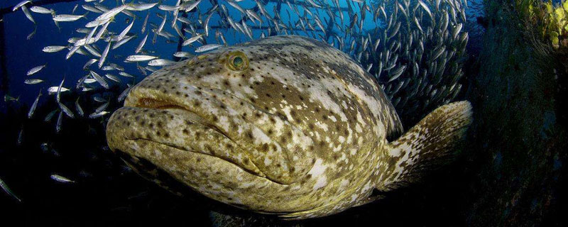 石斑魚多少錢一斤