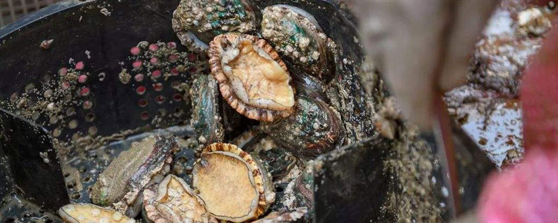 鮑魚養殖多久能收獲