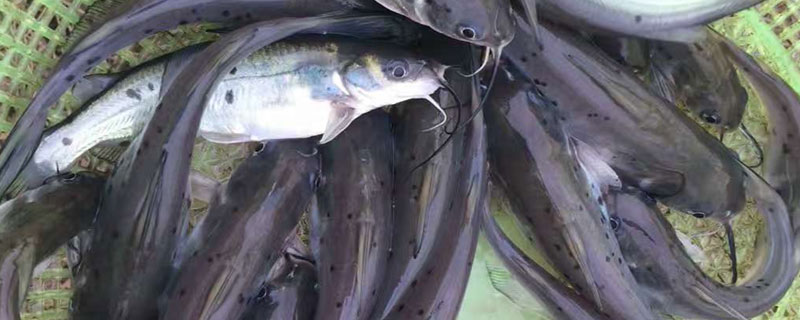 斑點叉尾鮰魚市場價格多少錢一斤 斑點叉尾鮰魚好吃嗎