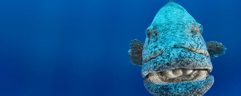 石斑魚可以養魚缸里嗎