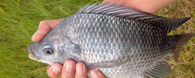 養羅非魚喂什么好