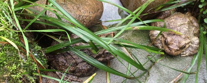 怎樣養石蛙
