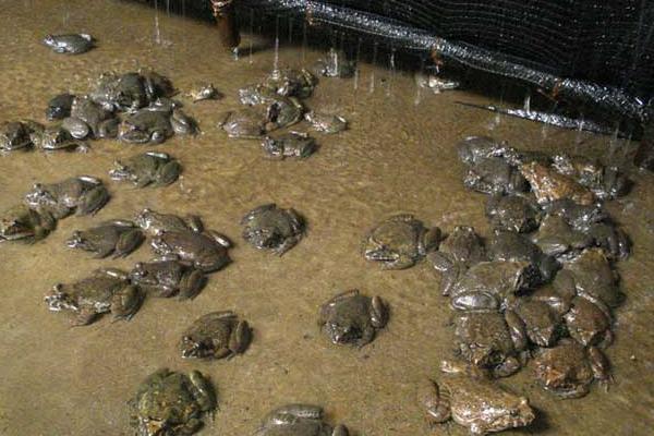 養石蛙要辦什么手續