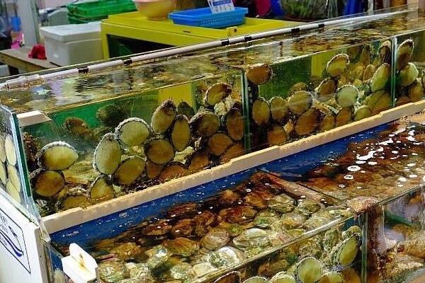 海鮮店如何養(yǎng)鮑魚